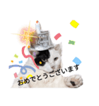 うしのつぶやき（個別スタンプ：14）