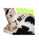 うしのつぶやき（個別スタンプ：20）
