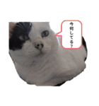 うしのつぶやき（個別スタンプ：21）