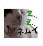うしのつぶやき（個別スタンプ：32）