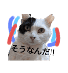 うしのつぶやき（個別スタンプ：34）
