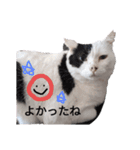 うしのつぶやき（個別スタンプ：35）