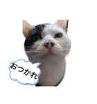 うしのつぶやき（個別スタンプ：36）
