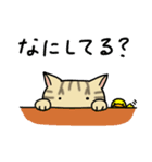 カワイイくるみねこ（個別スタンプ：5）