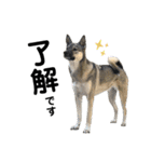 うちの鼻黒犬3（個別スタンプ：1）