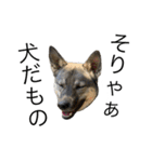 うちの鼻黒犬3（個別スタンプ：7）