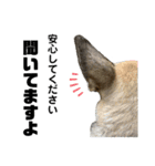 うちの鼻黒犬3（個別スタンプ：10）