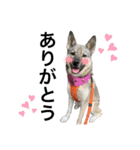 うちの鼻黒犬3（個別スタンプ：11）