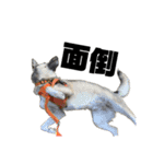 うちの鼻黒犬3（個別スタンプ：15）