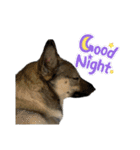 うちの鼻黒犬3（個別スタンプ：24）