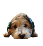 ウエスティ犬_夏_毎日使える（個別スタンプ：1）