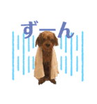 コーちゃん第二弾（個別スタンプ：6）