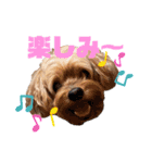 コーちゃん第二弾（個別スタンプ：10）