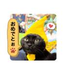 黒猫 cocona3（個別スタンプ：2）