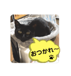 黒猫 cocona3（個別スタンプ：3）