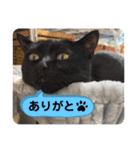 黒猫 cocona3（個別スタンプ：4）