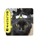 黒猫 cocona3（個別スタンプ：7）