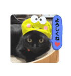 黒猫 cocona3（個別スタンプ：8）