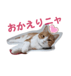 うちの猫、来吉(らいきち)Vol.2（個別スタンプ：5）