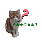 うちの猫、来吉(らいきち)Vol.2（個別スタンプ：6）