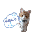 うちの猫、来吉(らいきち)Vol.2（個別スタンプ：11）