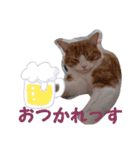 うちの猫、来吉(らいきち)Vol.2（個別スタンプ：12）