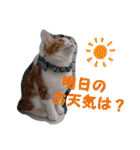 うちの猫、来吉(らいきち)Vol.2（個別スタンプ：21）