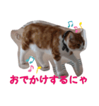 うちの猫、来吉(らいきち)Vol.2（個別スタンプ：24）