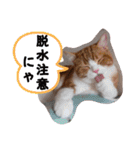 うちの猫、来吉(らいきち)Vol.2（個別スタンプ：36）