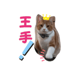 うちの猫、来吉(らいきち)Vol.2（個別スタンプ：39）
