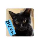 黒猫 cocona4（個別スタンプ：1）