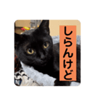 黒猫 cocona4（個別スタンプ：2）