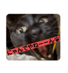黒猫 cocona4（個別スタンプ：4）