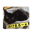 黒猫 cocona4（個別スタンプ：6）