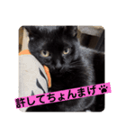 黒猫 cocona4（個別スタンプ：7）