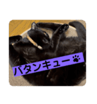 黒猫 cocona4（個別スタンプ：8）