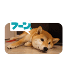 柴犬もみじっぽい2（個別スタンプ：4）