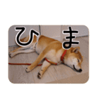 柴犬もみじっぽい2（個別スタンプ：12）