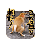 柴犬もみじっぽい2（個別スタンプ：18）