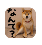 柴犬もみじっぽい2（個別スタンプ：24）