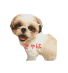 まつ毛の長いシーズーメイちゃん（個別スタンプ：1）