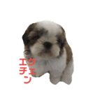 まつ毛の長いシーズーメイちゃん（個別スタンプ：3）
