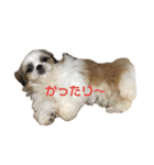 まつ毛の長いシーズーメイちゃん（個別スタンプ：7）