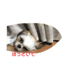 まつ毛の長いシーズーメイちゃん（個別スタンプ：8）