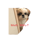 まつ毛の長いシーズーメイちゃん（個別スタンプ：10）