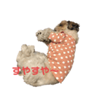 まつ毛の長いシーズーメイちゃん（個別スタンプ：22）