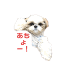 まつ毛の長いシーズーメイちゃん（個別スタンプ：27）