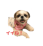まつ毛の長いシーズーメイちゃん（個別スタンプ：36）