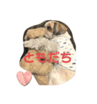 まつ毛の長いシーズーメイちゃん（個別スタンプ：37）