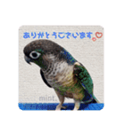 michochii ice（個別スタンプ：20）